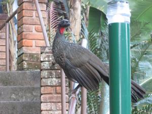 Animais in lodge ou nos arredores