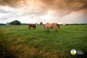 horses standing in a field at Agriturismo Tenuta "Il Cigno" in Villanterio
