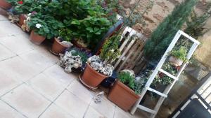 a group of potted plants in front of a fence at El Cuartelillo Viejo in Polientes