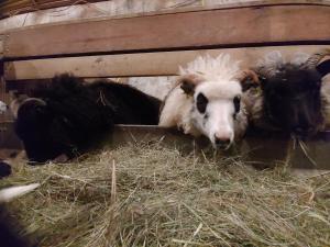 Altri animali domestici presso l'affittacamere o nei dintorni