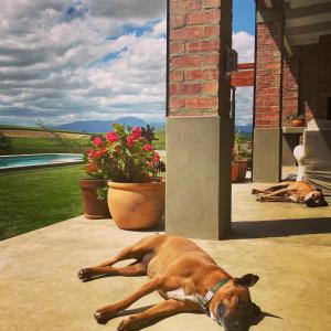 a dog laying on a porch with another dog laying down at Vineyard Views Country House in Riebeek-Kasteel