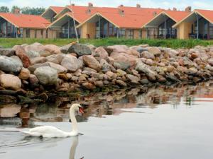 Egernsundにある6 person holiday home in Egernsundの白鳥の家の前の水泳