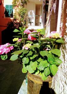 オルコ・フェリーノにあるCasa La Quieteの塀に座る花鉢