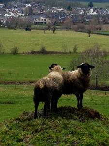 dos ovejas de pie sobre un campo de hierba en Hotel,Herberg & Appartementen de Smidse, en Epen