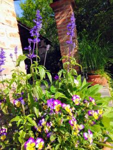 En have udenfor Buenavista Cabañas