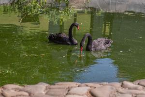 two black swans are swimming in the water at Erney Laz Hotel in Shaian