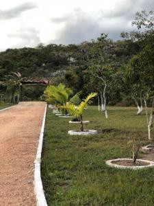 a row of palm trees on the side of a road at Pousada São Gonçalo in São Gonçalo do Rio das Pedras