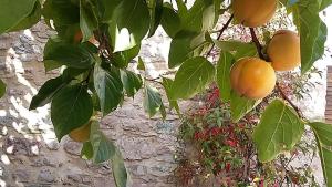 Kép Casetta Nonna Augusta (Spello 9 km-Assisi 12 km) szállásáról Spellóban a galériában
