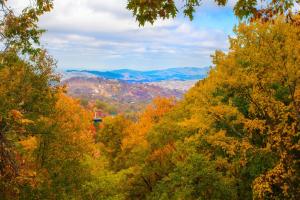 Una vista de un bosque de árboles en otoño. en Serenity Heights, Amazing Views, Hot Tub Pool Access, 560 FREE tickets each paid day, en Gatlinburg