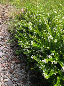 un arbusto con flores blancas en el suelo en Posada Cañaveral, en Ujarrás
