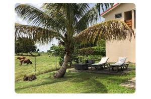 a palm tree sitting next to a house at Loft Paradis in Sainte-Anne