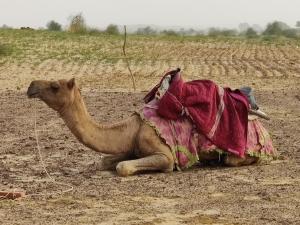 Animale la sau în apropiere de cort de lux