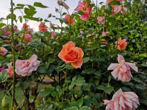 Giardino di Hello Seaview! 4 BRs House in Central Location!