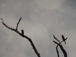 Galerija fotografija objekta Kiboko Lodge u gradu 'Usa River'