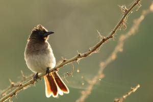 Galerija fotografija objekta Kiboko Lodge u gradu 'Usa River'