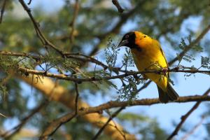 Galerija fotografija objekta Kiboko Lodge u gradu 'Usa River'