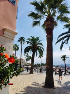 a group of palm trees on a beach at Superbe studio rue piétonne principale Sanary à côté du port in Sanary-sur-Mer