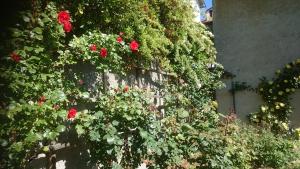 a wall with red roses growing on it at B&B Barbaia in Levice