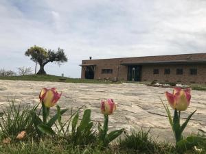 Zahrada ubytování Villa Borsacchio