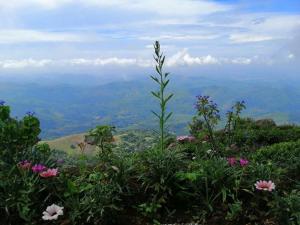 Foto dalla galleria di Kelburne Estate a Haputale Altre 42 foto