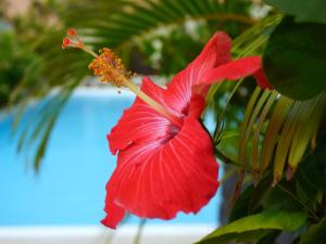 una flor hibisco roja en una planta en Hotel Palm Tree Hill en Okinawa City