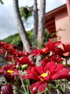 a group of red flowers in front of a house at Hostal San Pablo in Yala