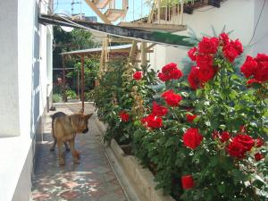 a cat standing next to a bush of red roses at Comfort in Alushta