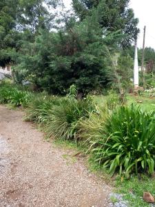 Residencial Saldanha في غرامادو: حديقة بها نباتات وطريق ترابي