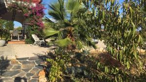 palma i krzesło na dziedzińcu w obiekcie Villa entre mer et montagne w mieście Arcos de la Frontera