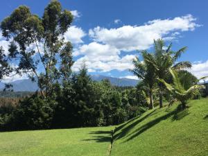 a lush green field with palm trees and mountains at Finca La Toscana in Pereira