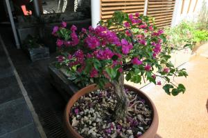 einen Bonsai-Baum in einem Topf mit lila Blumen in der Unterkunft Central Hotel in Saint-Denis