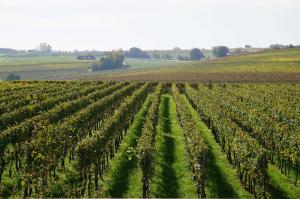 Galería fotográfica de Weingut Schaaf en Lauffen am Neckar