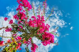 a bunch of pink flowers against a blue sky at San Marino Suites by Calm Collection in Fira +112 photos