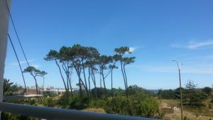 un grupo de árboles altos al lado de una carretera en Edificio Mediterraneo, en Punta del Este