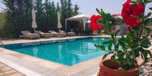 Swimmingpoolen hos eller tæt på Villa Roda Park Corfu