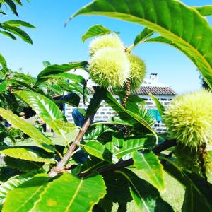 Jardín al aire libre en Casa Santa