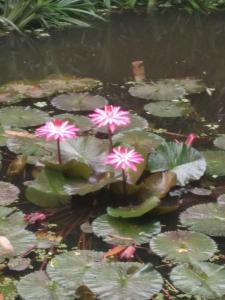 un gruppo di fiori rosa in uno stagno di ต้งโฮมหละปูน ณ ตูบคำ a Lamphun