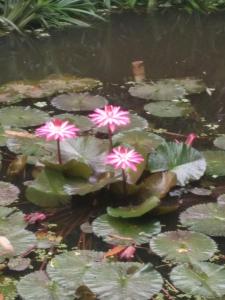 un grupo de flores rosas en un estanque en ต้งโฮมหละปูน ณ ตูบคำ, en Lamphun