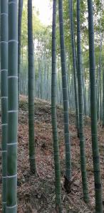 德清莫干山竹景山庄的相册照片