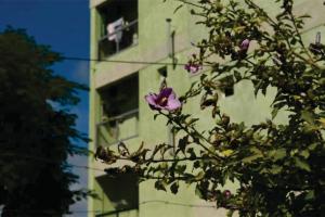 a tree with purple flowers in front of a building at El Balcón 2 in Concepción del Uruguay
