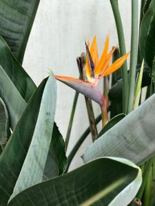 a yellow and orange flower with green leaves at Estrelícia in Porto