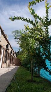 a tree in the grass next to a building at Las Casuarinas in Pilar