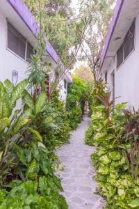 un sendero ajardinado entre dos edificios con plantas en Hotel Aventura, en Mérida