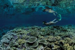a man is swimming over a coral reef at Walindi Plantation Resort in Kimbe