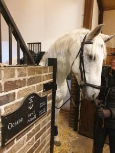 a white horse is standing next to a sign at Poeme A SANDEFJORD in Kodal