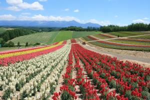 ein Blumenfeld mit roten und weißen Tulpen in der Unterkunft Stay in Yamabe in Furano