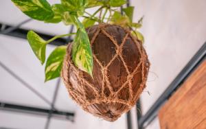 Foto dalla galleria di Tranquil Nest Vaavu a Rakeedhoo