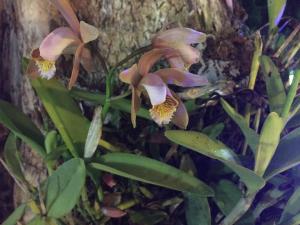 a group of flowers next to a tree at Casa Pedra Bonita in Rio de Janeiro
