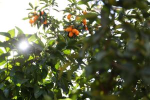 an orange tree with the sun shining through the leaves at Ijaba Lodge at Buschfeld Park in Outjo