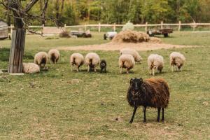 Zvieratá na farme alebo blízkom okolí